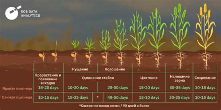 How long does it take weeds to grow