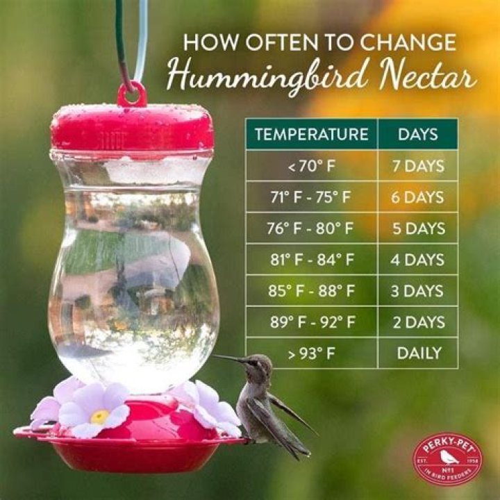 How long is hummingbird nectar good for