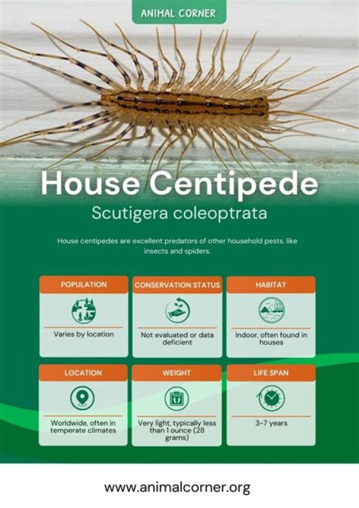 How many babies does a house centipede have