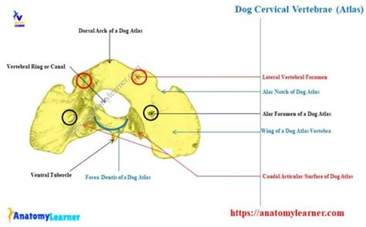 How many caudal vertebrae does a dog have