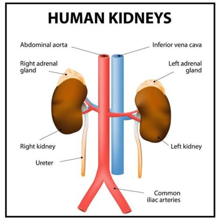 How many kidneys do you have