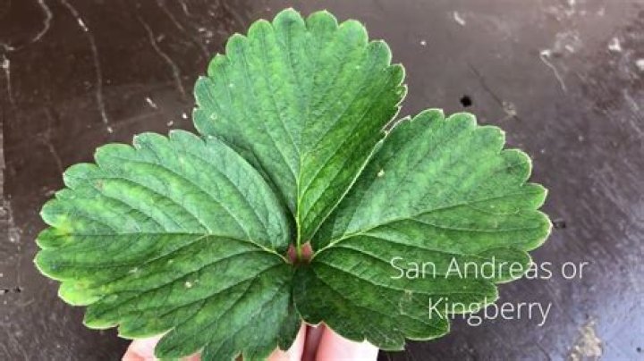 How many leaves are on a strawberry