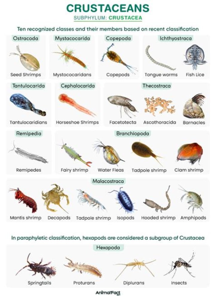 How many legs are on members of the crustacean class