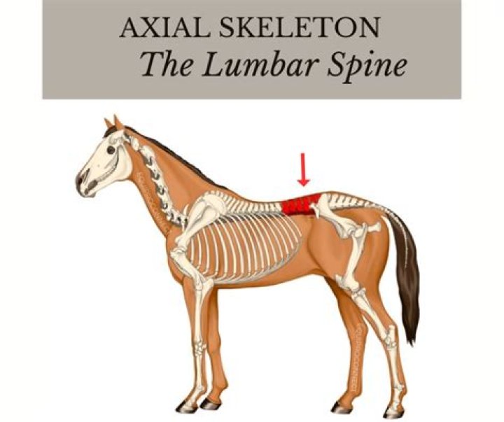 How many muscles does a horse have