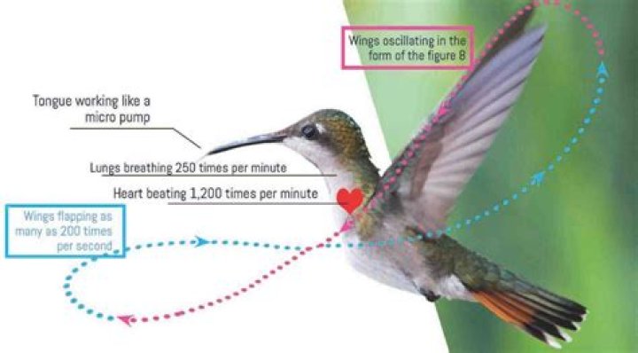 How many times per minute does a hummingbirds wings flap