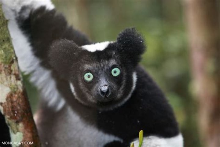 How many types of lemur are there