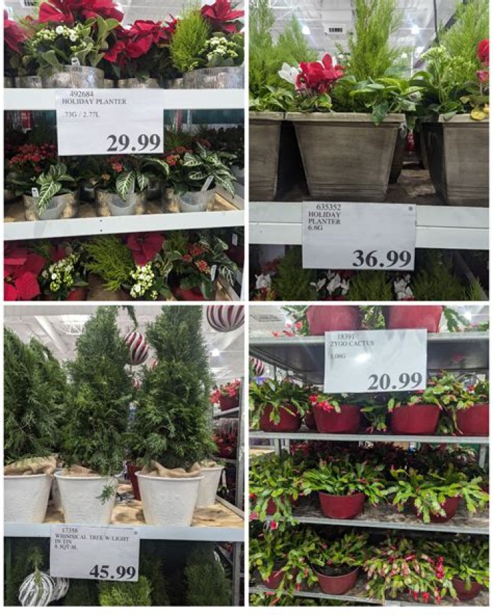 How much are poinsettias at Costco