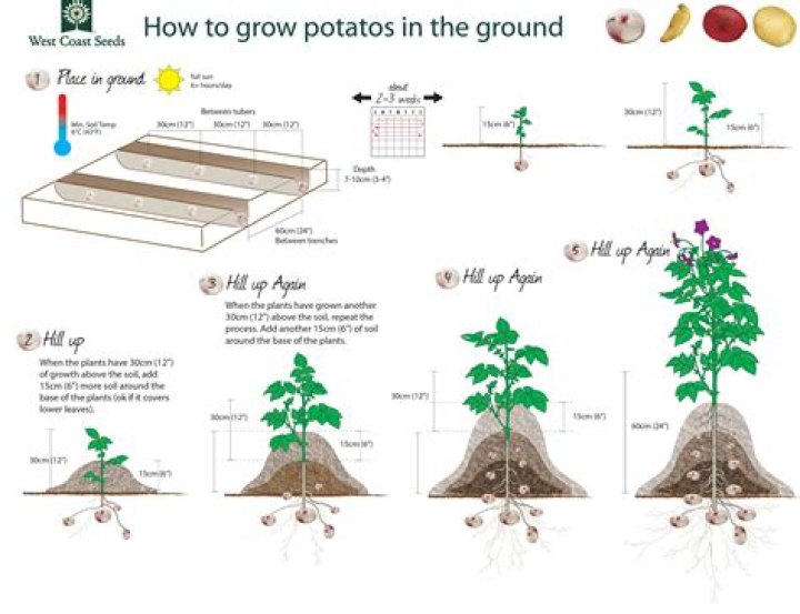 How much are seed potatoes