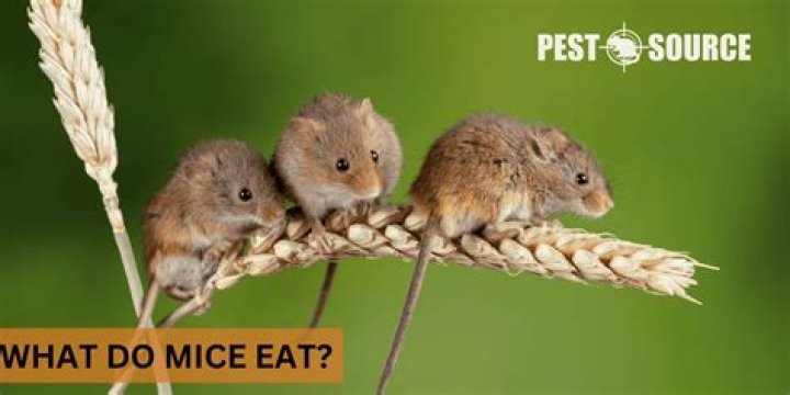 How much do mice eat daily