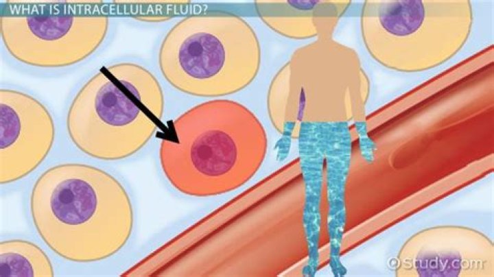 How much extracellular fluid is in the human body