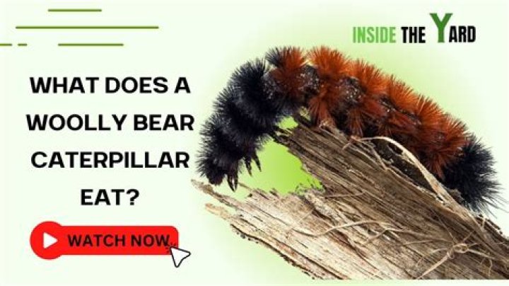How much food does a caterpillar eat