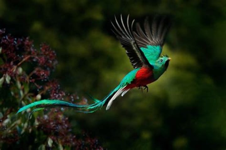 How much is a quetzal bird