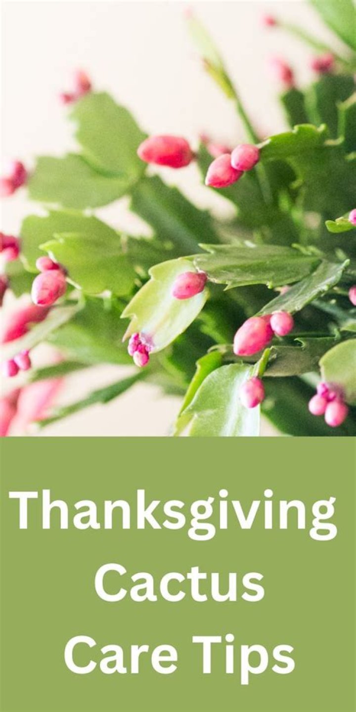 How much sun does a Thanksgiving cactus need