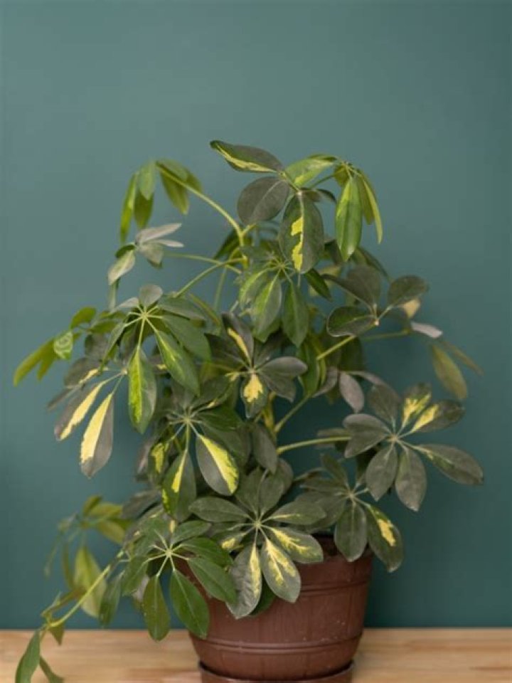 How much sunlight does a schefflera plant need