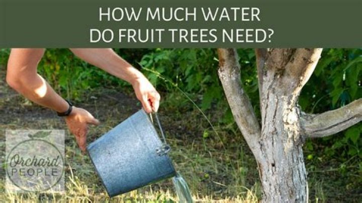 How much water do dwarf fruit trees need