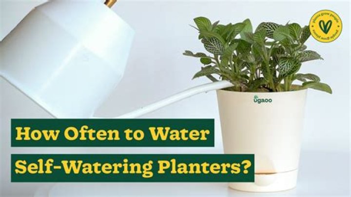 How often do you water a grape vine