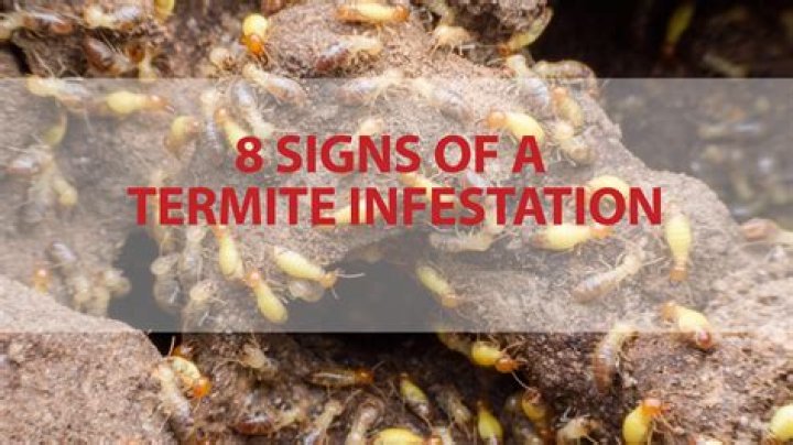 How serious is a termite problem