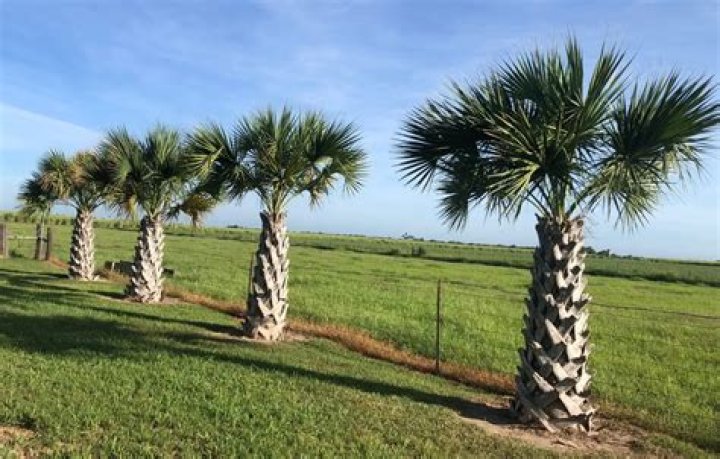 How tall does a sabal palm grow