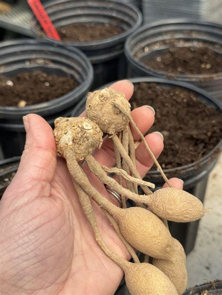 How tall does curcuma grow