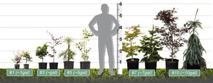 How tall is a 1 gallon plant