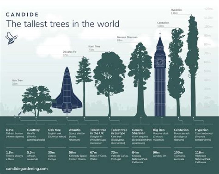 How tall is the tallest Douglas fir tree