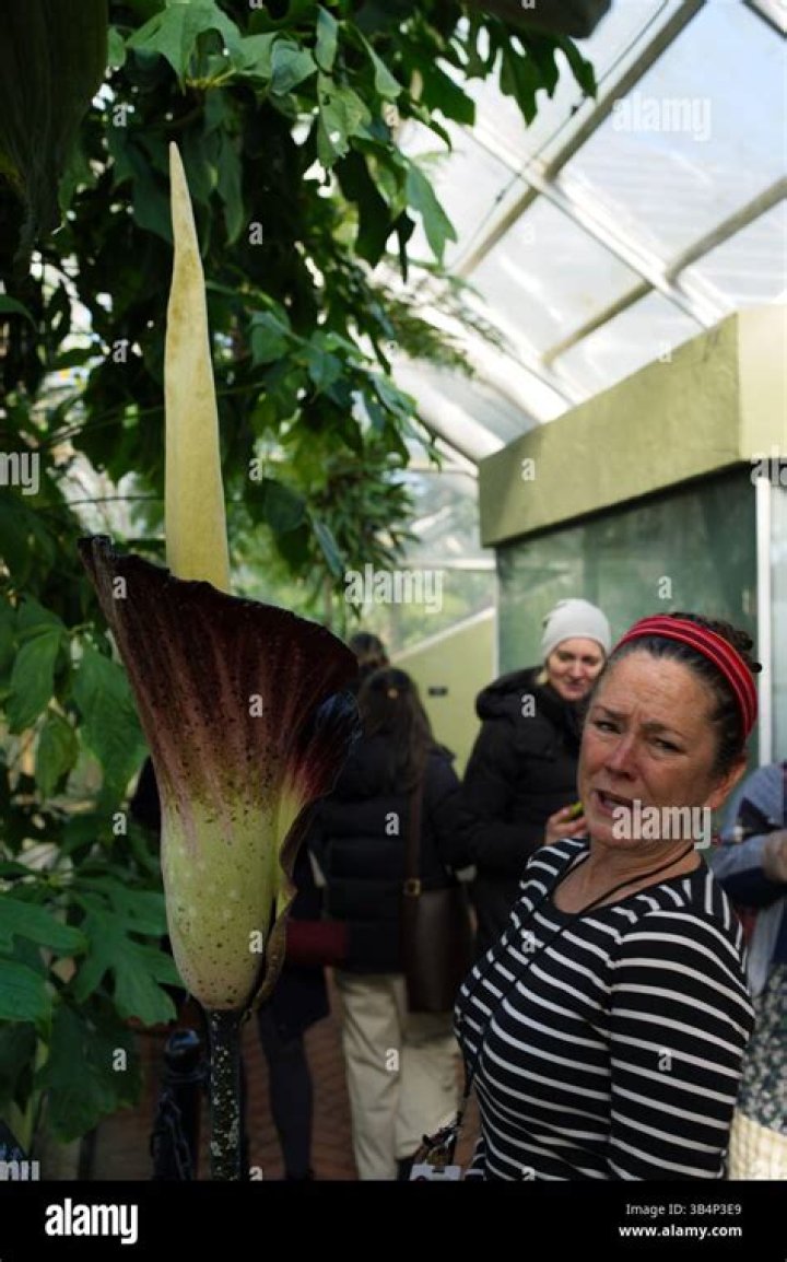 How tall is the titan arum