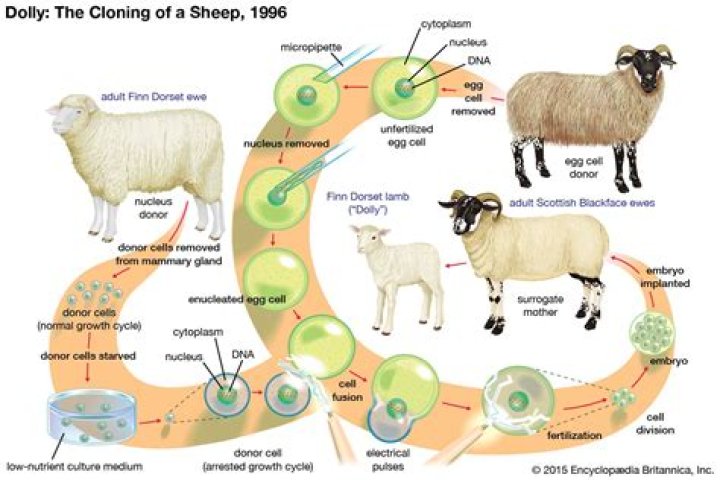 How was Dolly the sheep cloned