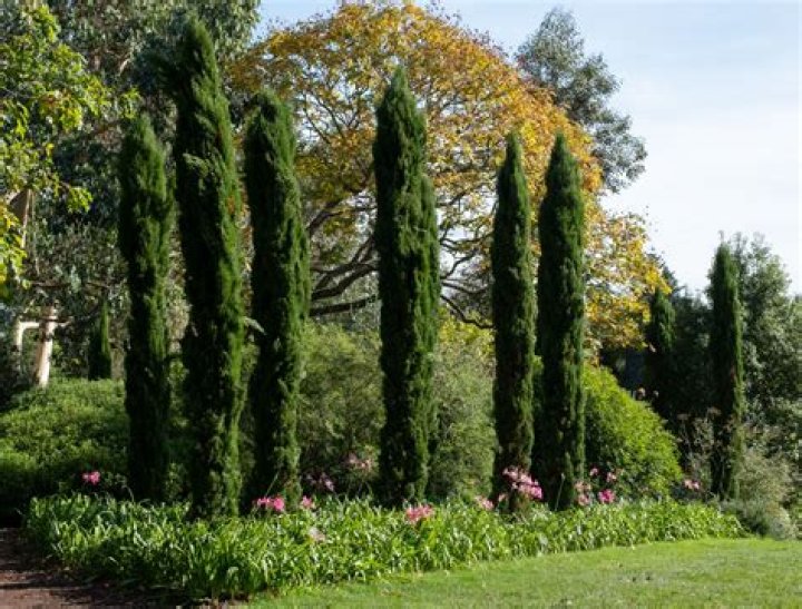 How wide are Italian cypress