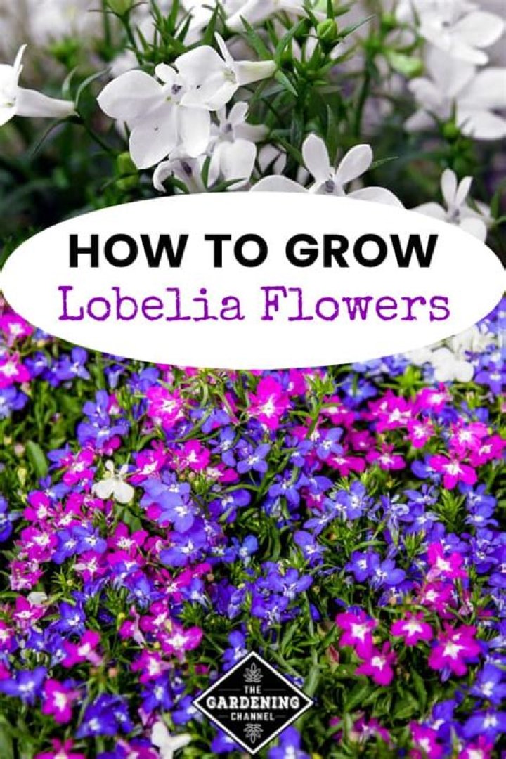 How wide does lobelia grow