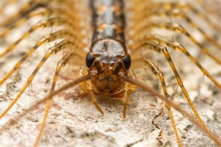 Is 2,4-D safe on centipede