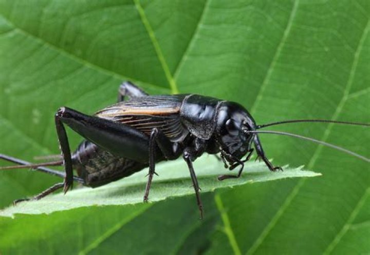 Is a cricket a pest