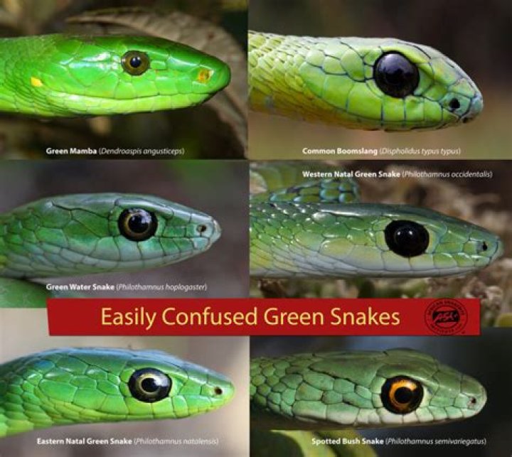 Is a green snake dangerous