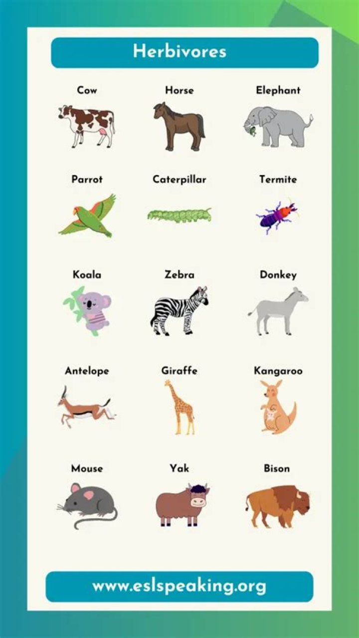 Is a insect A herbivores