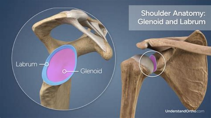Is a labrum a ligament