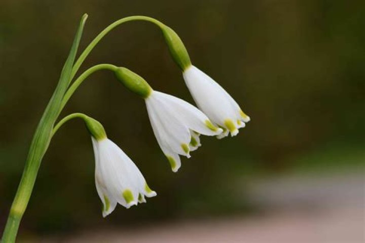 Is a snowdrop a flower