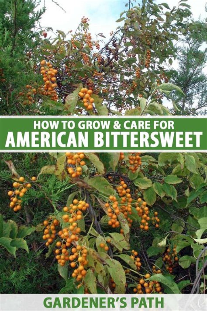 Is American bittersweet edible