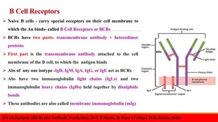 Is B cell receptor an antibody