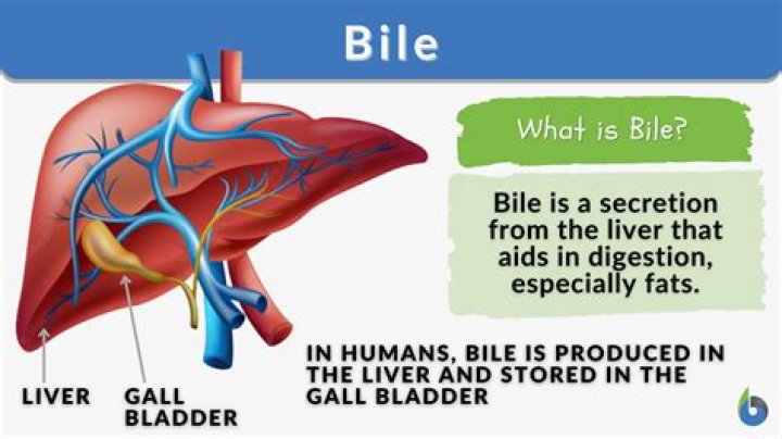 Is bile a hormone