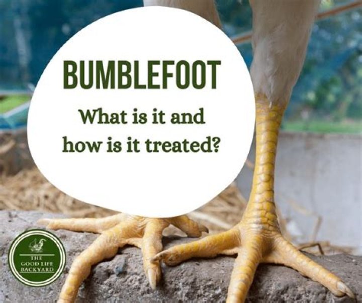 Is bumblefoot common
