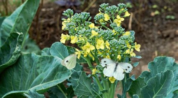 Is cabbage a tree or plant