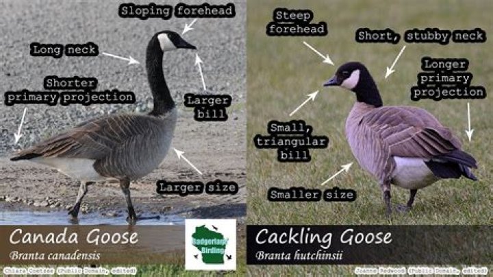 Is Canada goose banned