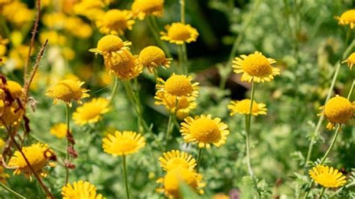 Is chamomile a middle note