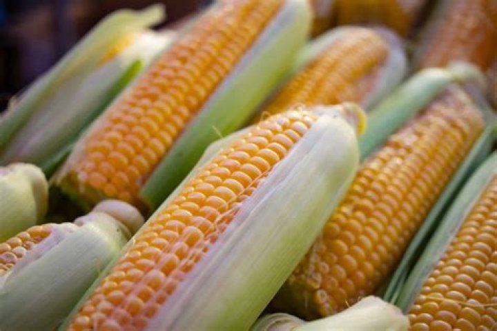 Is corn a hybrid food