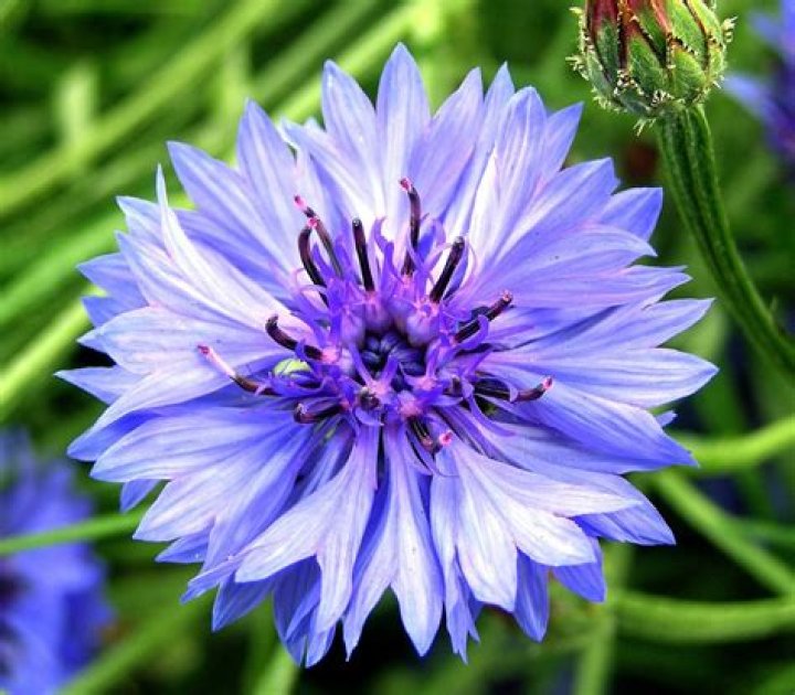 Is Cornflower native to UK