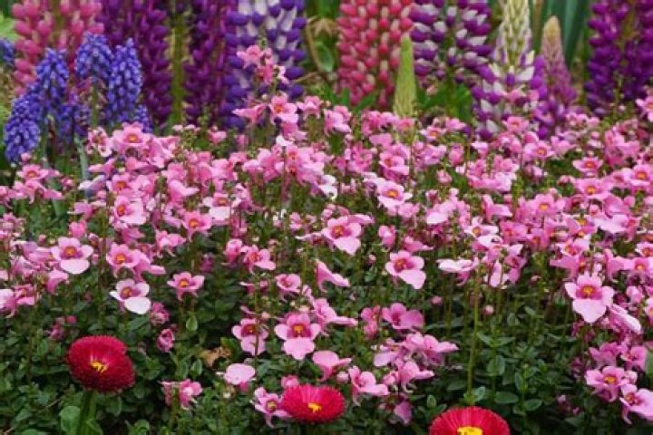 Is Diascia poisonous