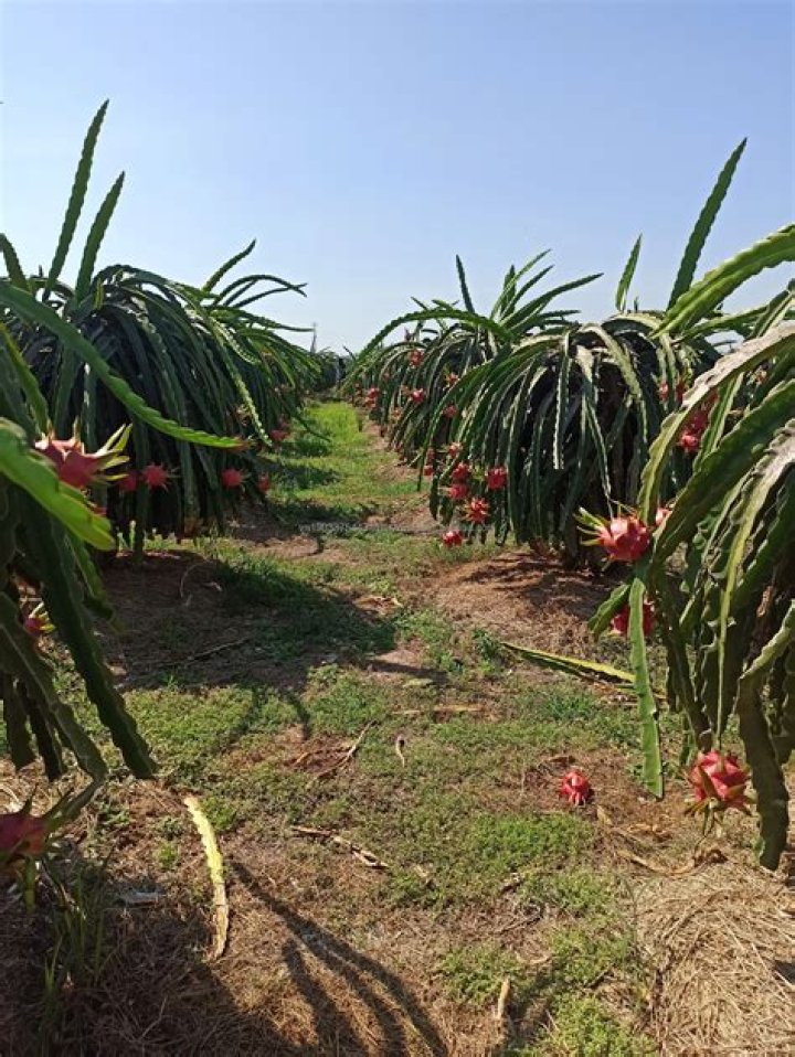 Is dragon fruit citrus