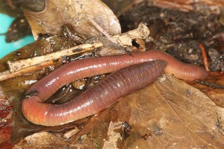 Is Earthworm a Detritivore