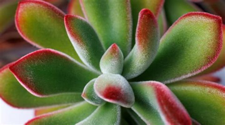 Is Echeveria safe for pets