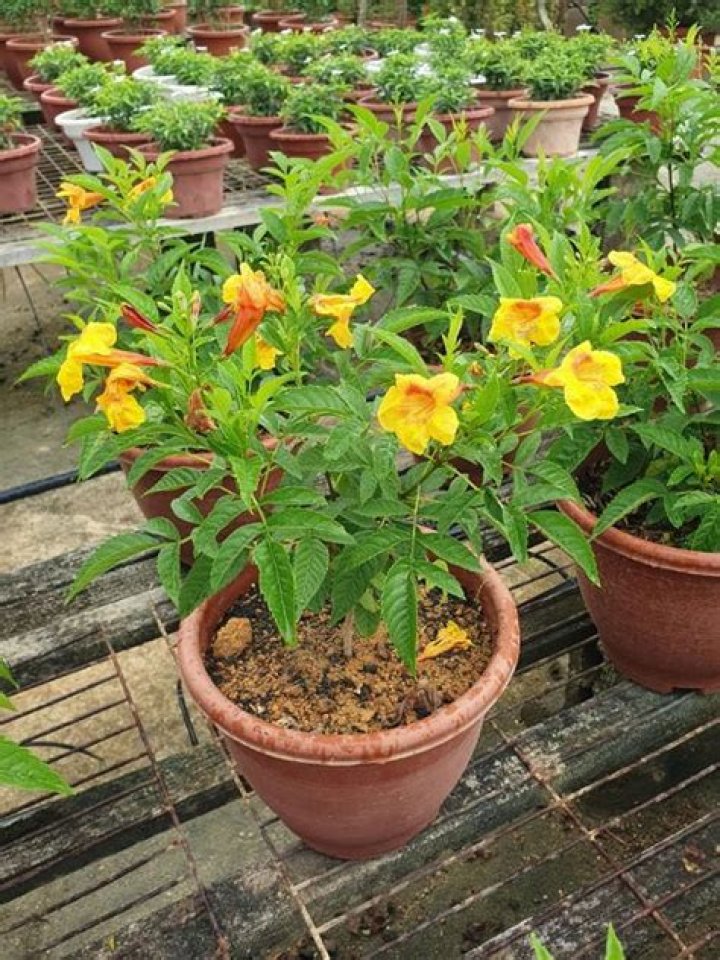 Is Esperanza plant good for diabetes