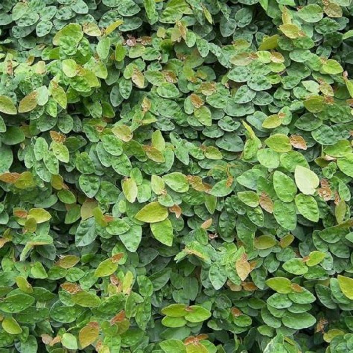 Is Ficus pumila poisonous